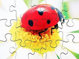 Insects Set of 8 Wooden Puzzles