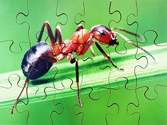 Insects Set of 8 Wooden Puzzles