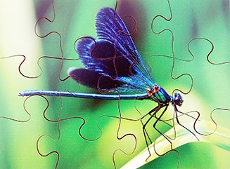 Insects Set of 8 Wooden Puzzles