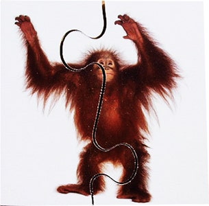 Real Life First Puzzles Wild Animals