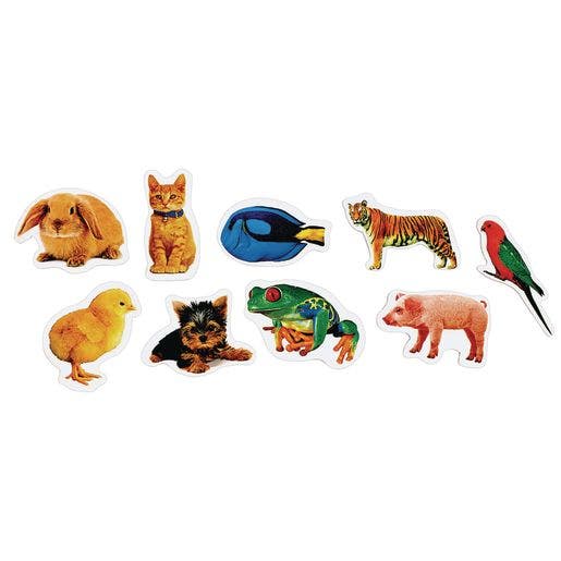 Real Photo Animal Foam Stickers 250 Pc