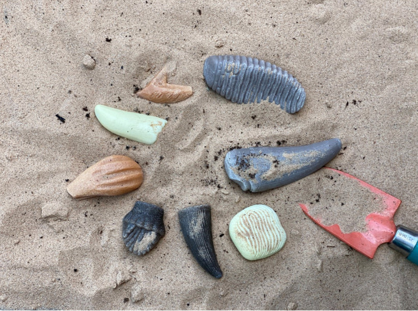 Let’s Investigate Prehistoric Teeth