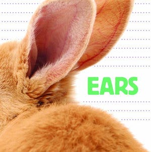 Whose is it Ears