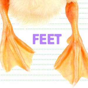 Whose is it Feet