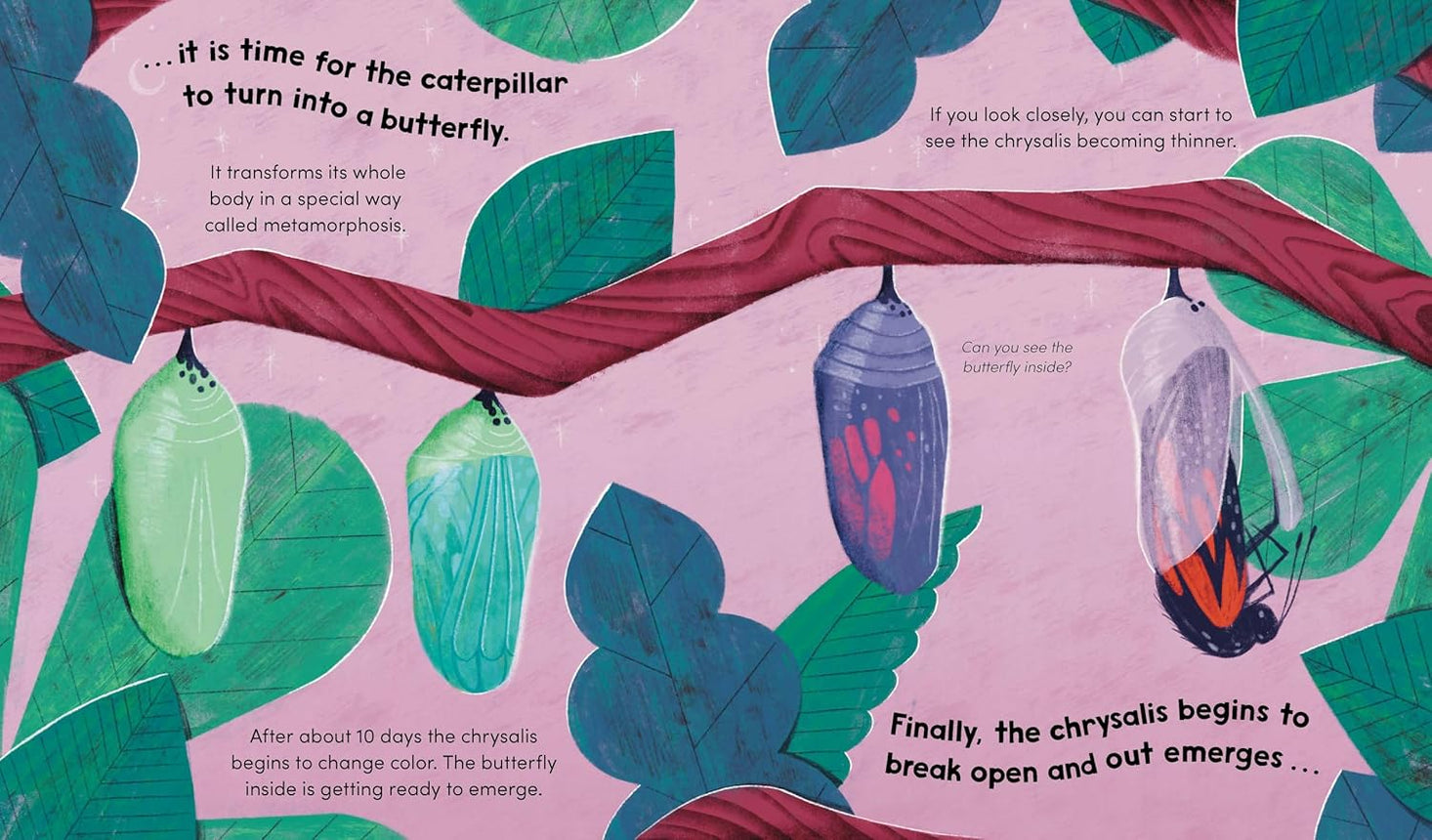 Watch Me Grow: Butterflies