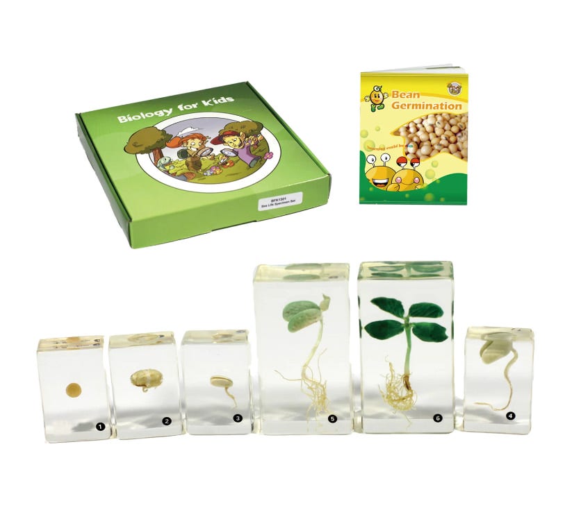 Bean Germination