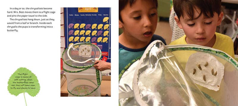 Butterflies in Room 6