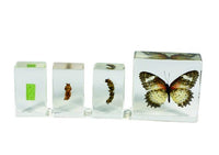 Butterfly Lifecycle