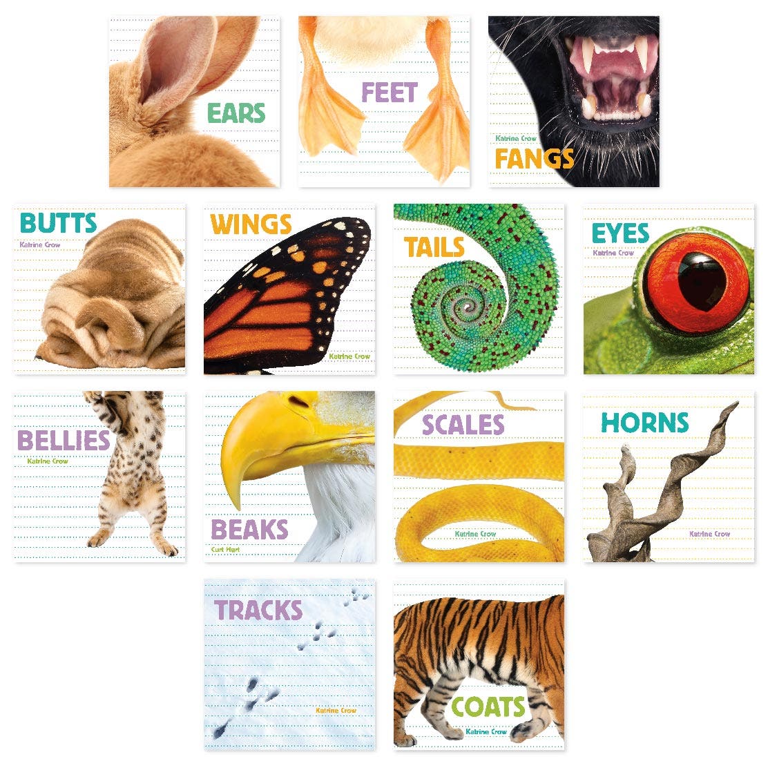 Whose Is It Board Book Collection