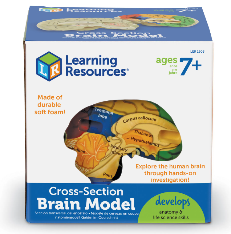 Cross-Section Human Brain Model