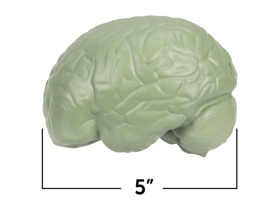 Cross-Section Human Brain Model