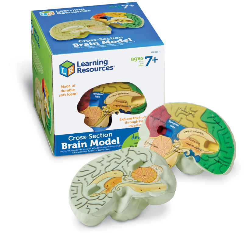 Cross-Section Human Brain Model