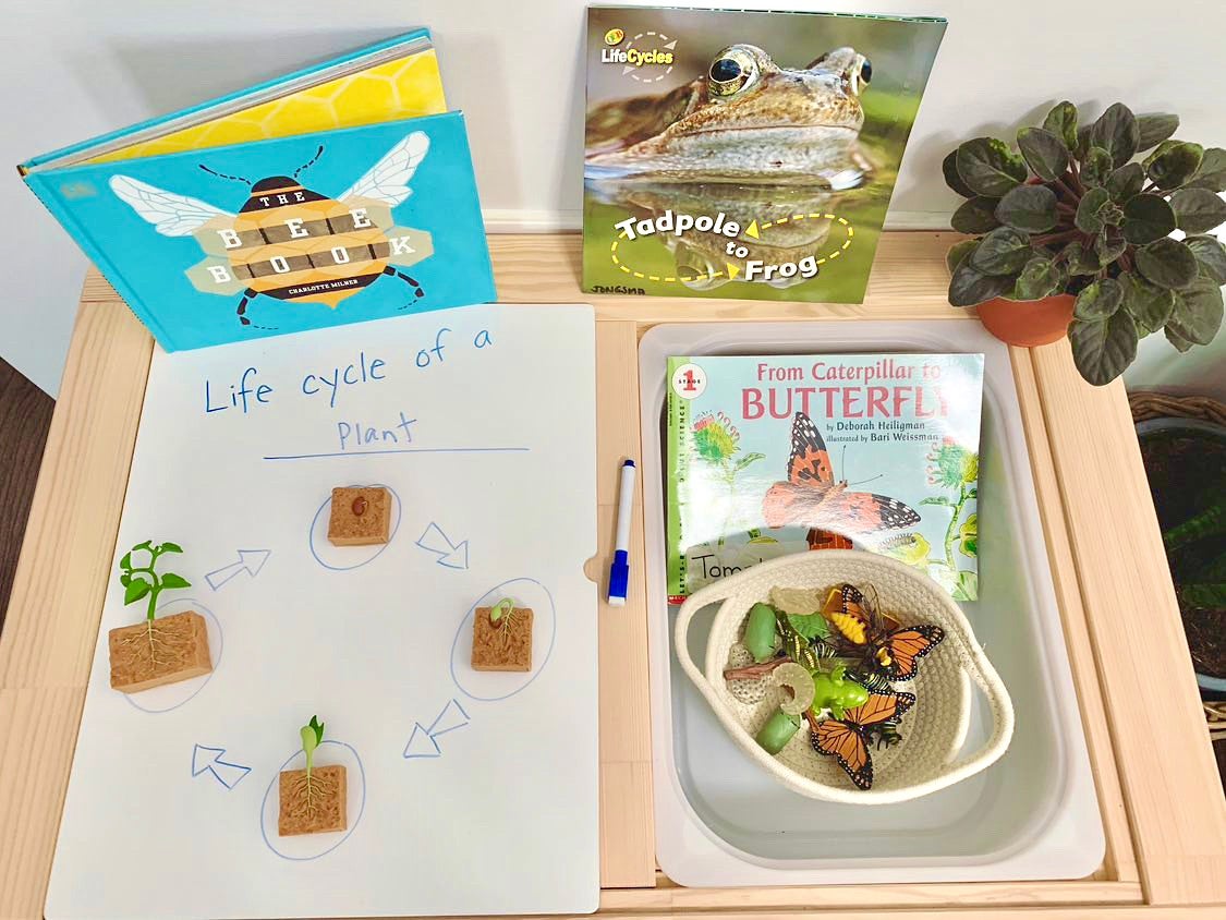 Life Cycle of a Green Bean Plant