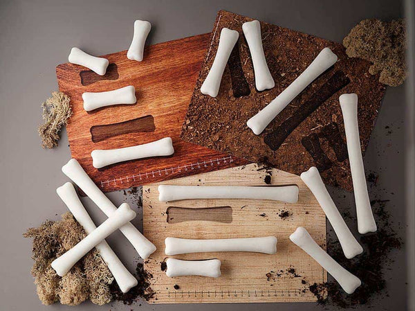 Dinosaur Bones Match and Measure Collection