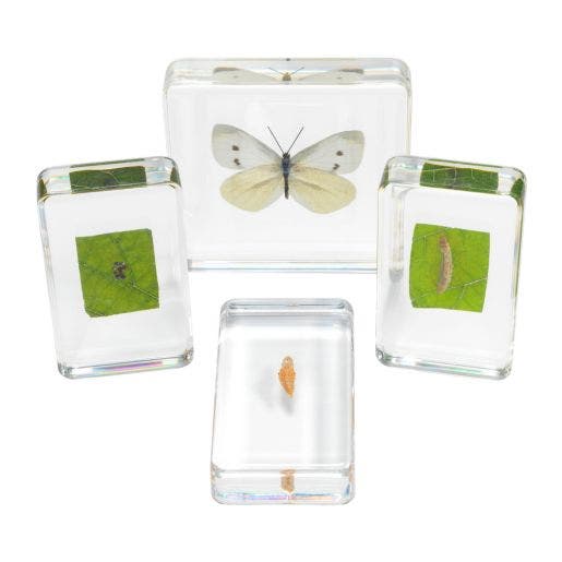 Excellerations Insect Excellerations Acrylic Specimens Butterfly Life Cycle Set Of – Scholar ...