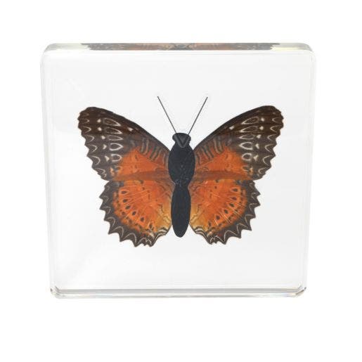 Excellerations Acrylic Specimens Butterfly Set Of 4