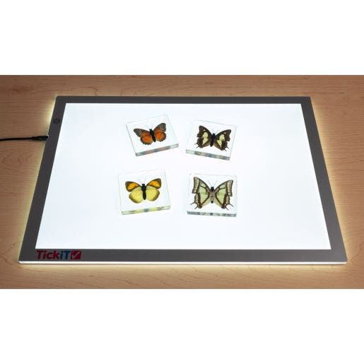 Excellerations Acrylic Specimens Butterfly Set Of 4