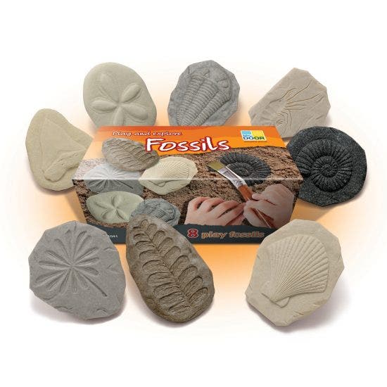 Lets Investigate Fossils