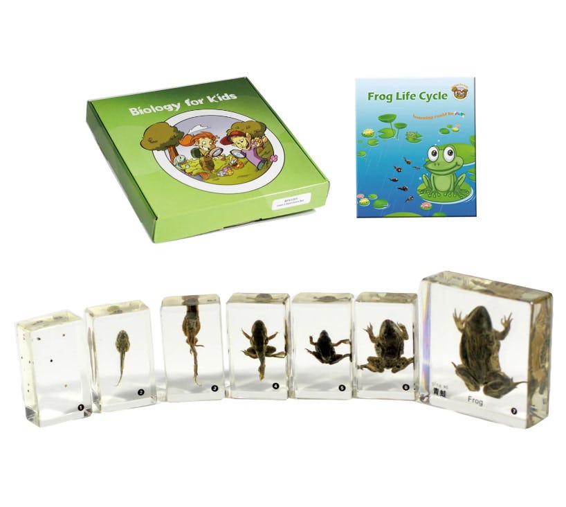 Frog Lifecycle
