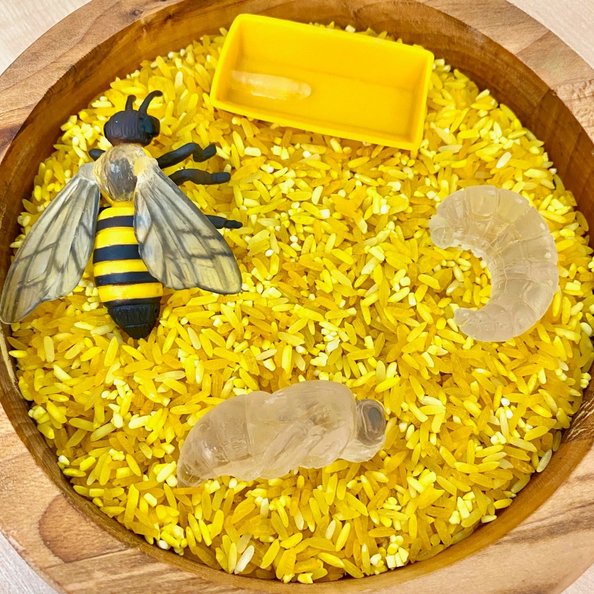 Life Cycle of a Honey Bee