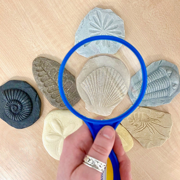 Lets Investigate Fossils