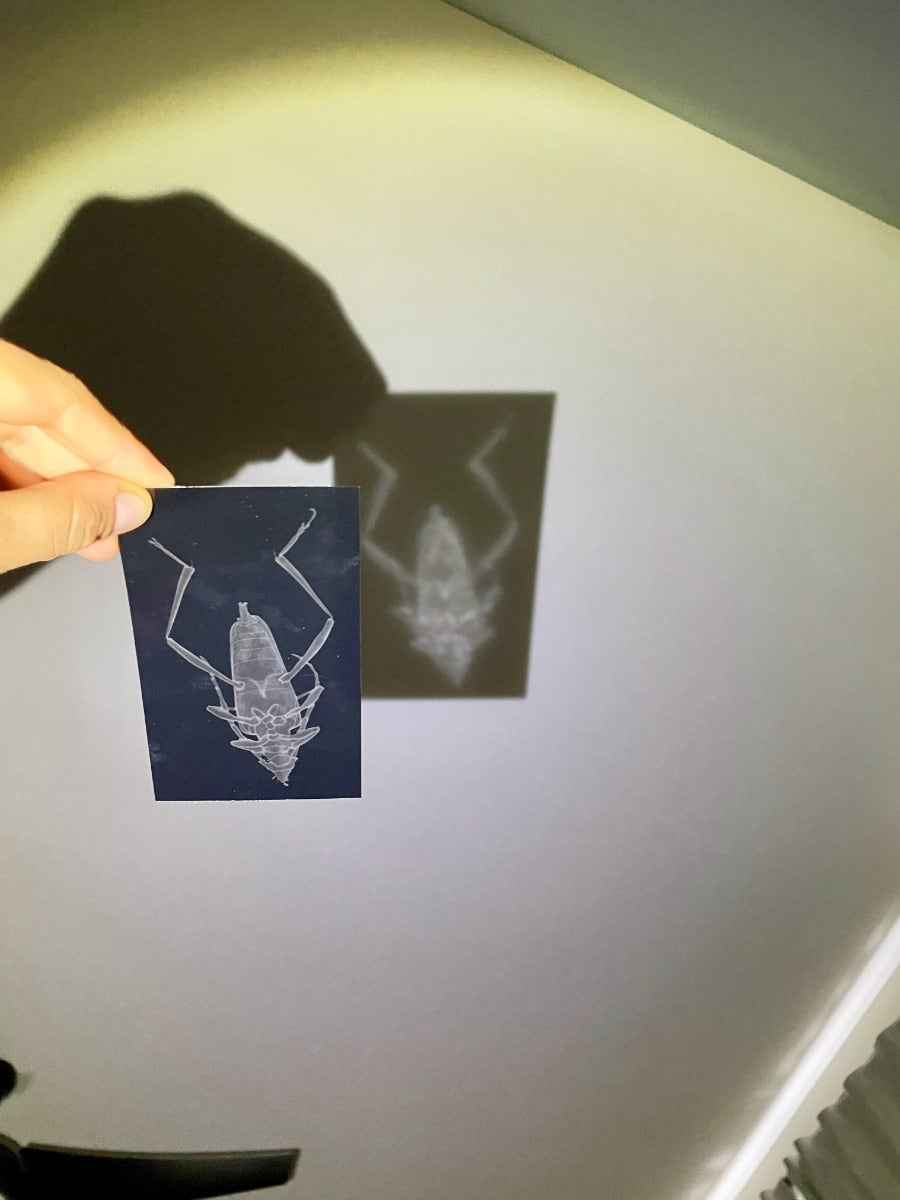Insect X-Rays and Picture Cards
