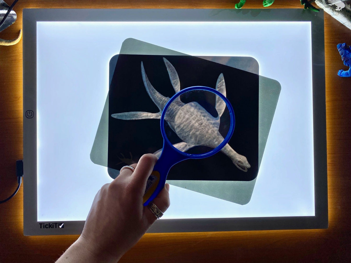 Discover Dinosaurs Picture Cards and X-rays