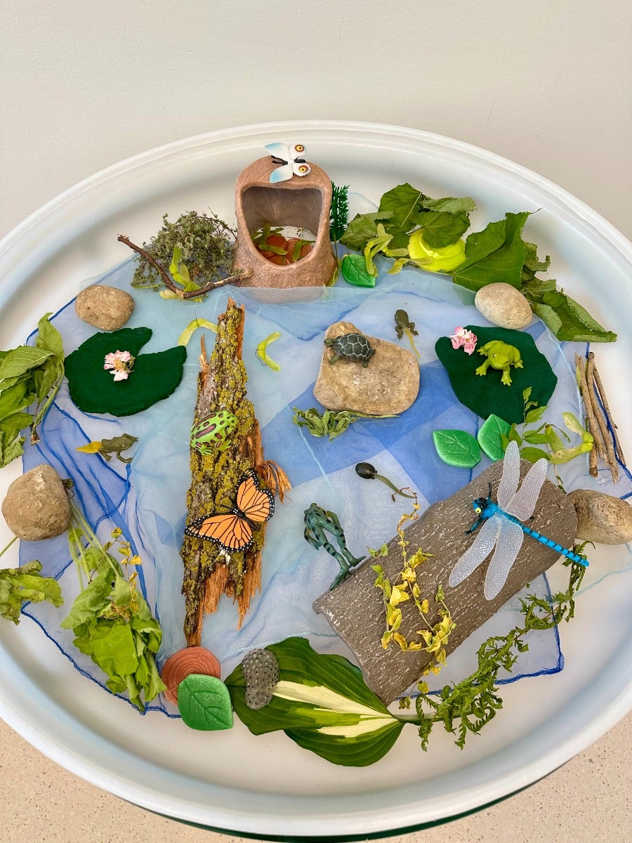Life Cycle of a Frog Set