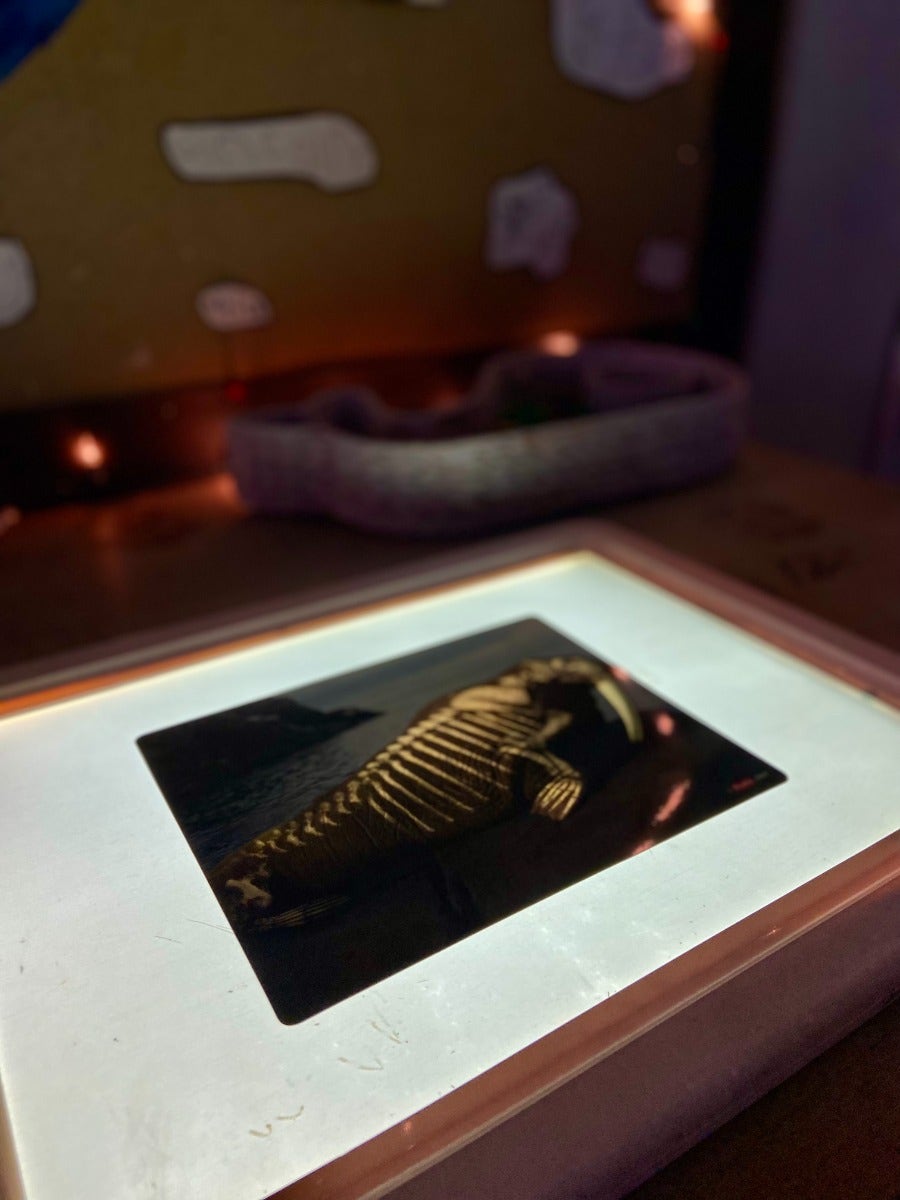 Whats Inside Animals X-Ray Cards