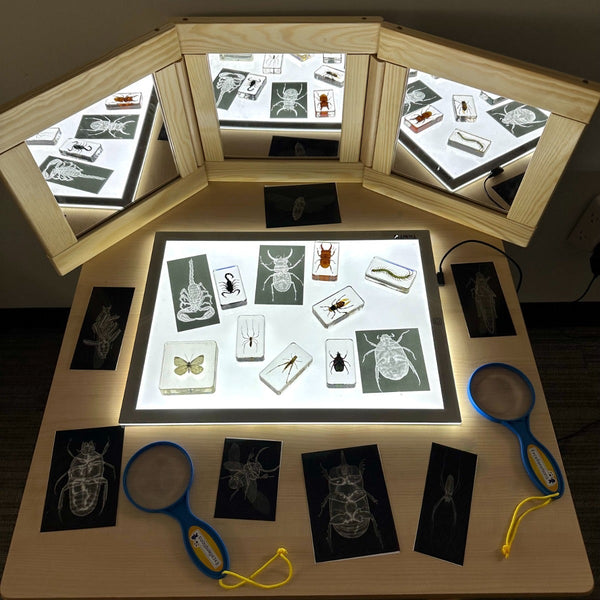 Insect X-Rays and Picture Cards