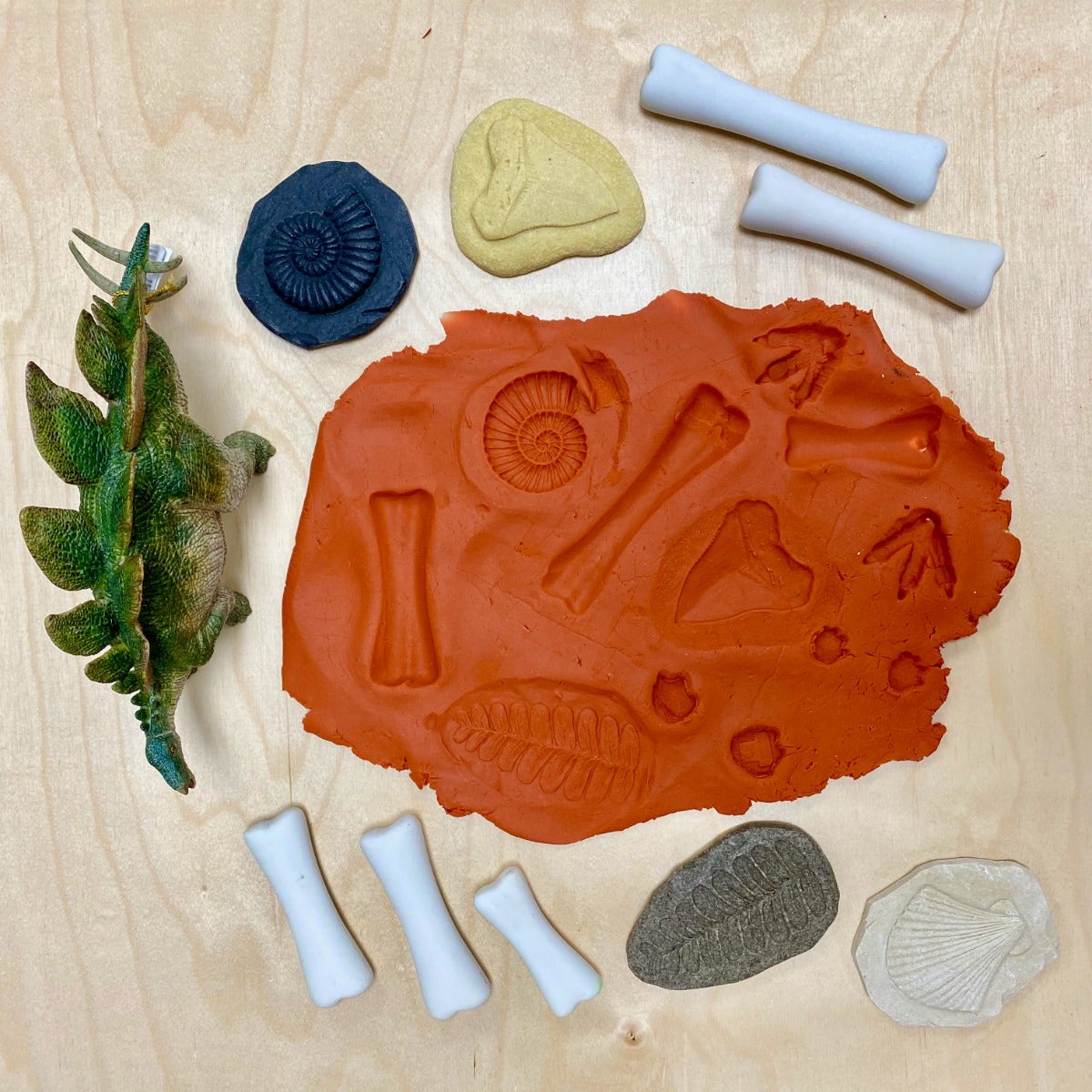 Lets Investigate Fossils
