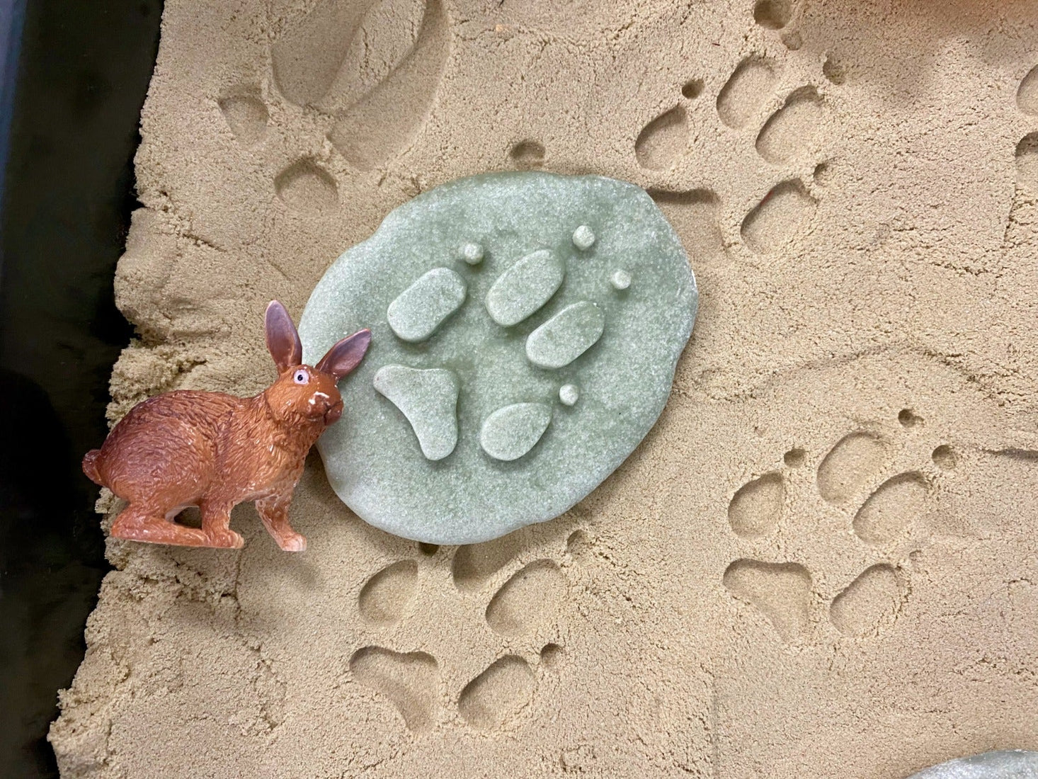Lets Investigate Woodland Footprints