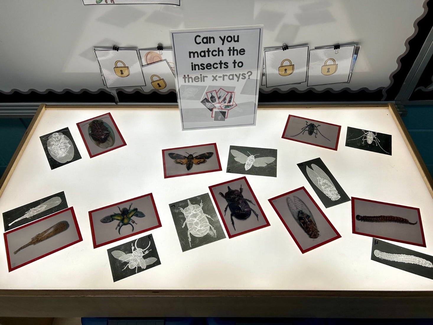 Insect X-Rays and Picture Cards