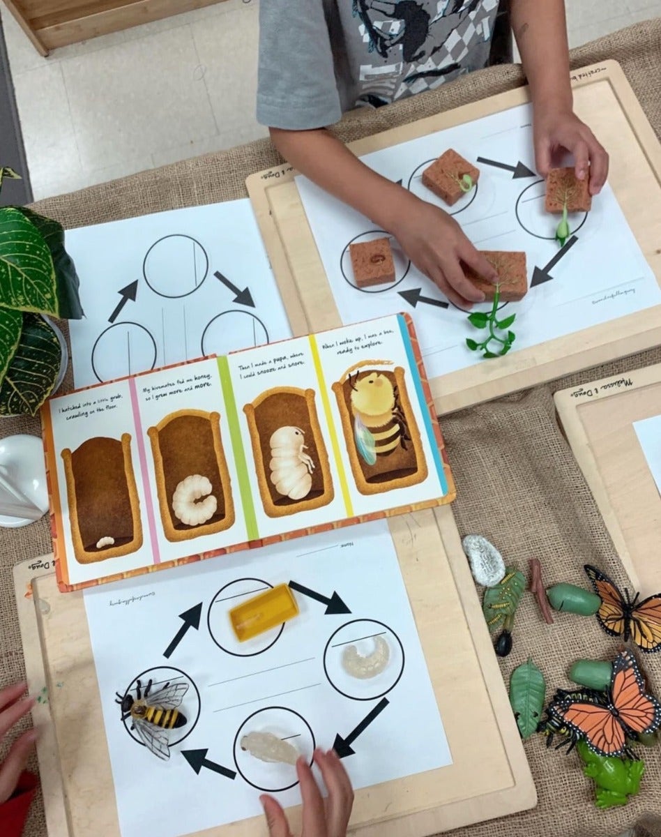 Life Cycle of a Honey Bee