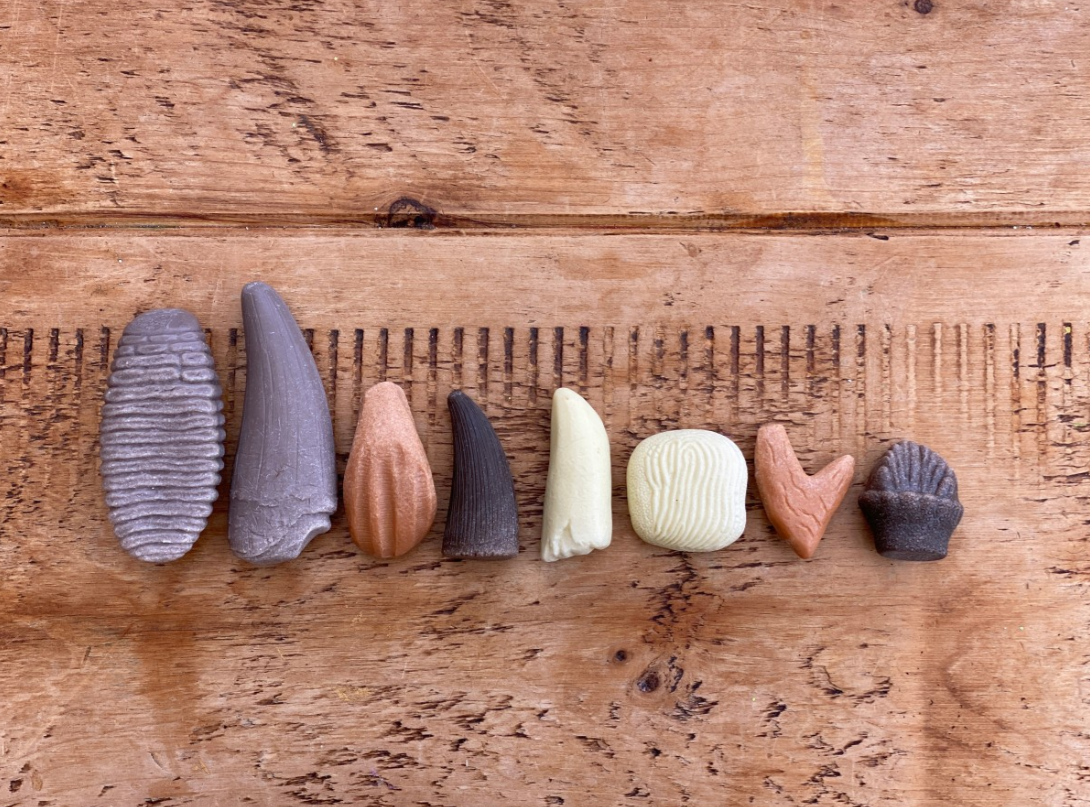 Lets Investigate Prehistoric Teeth