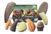 Lets Investigate Prehistoric Teeth