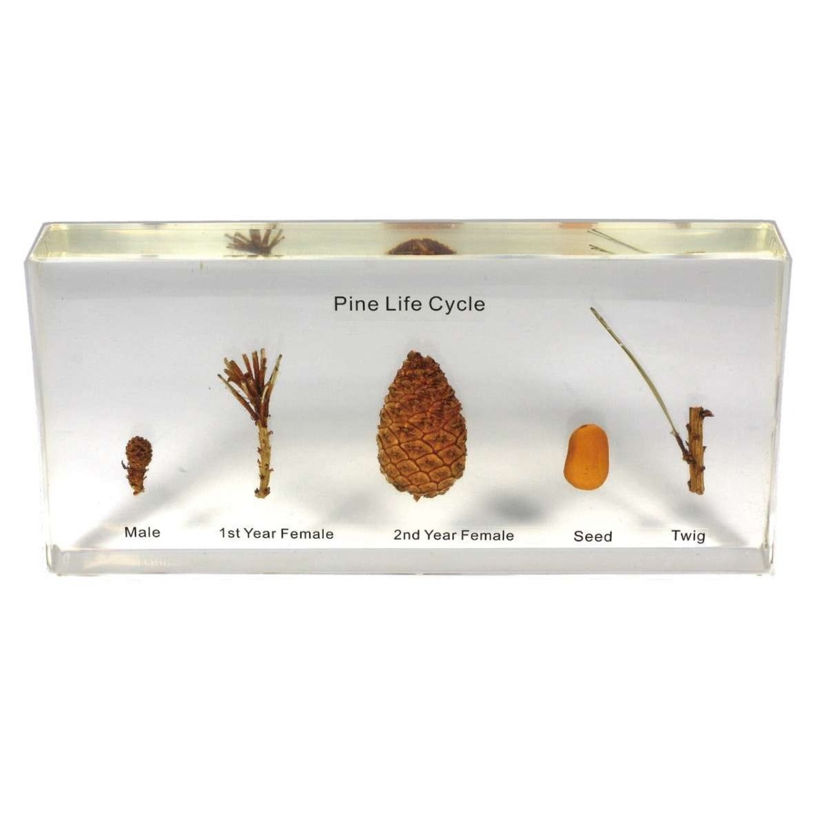 Pine Lifecycle
