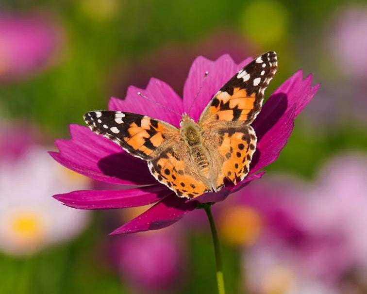 Painted Butterflies