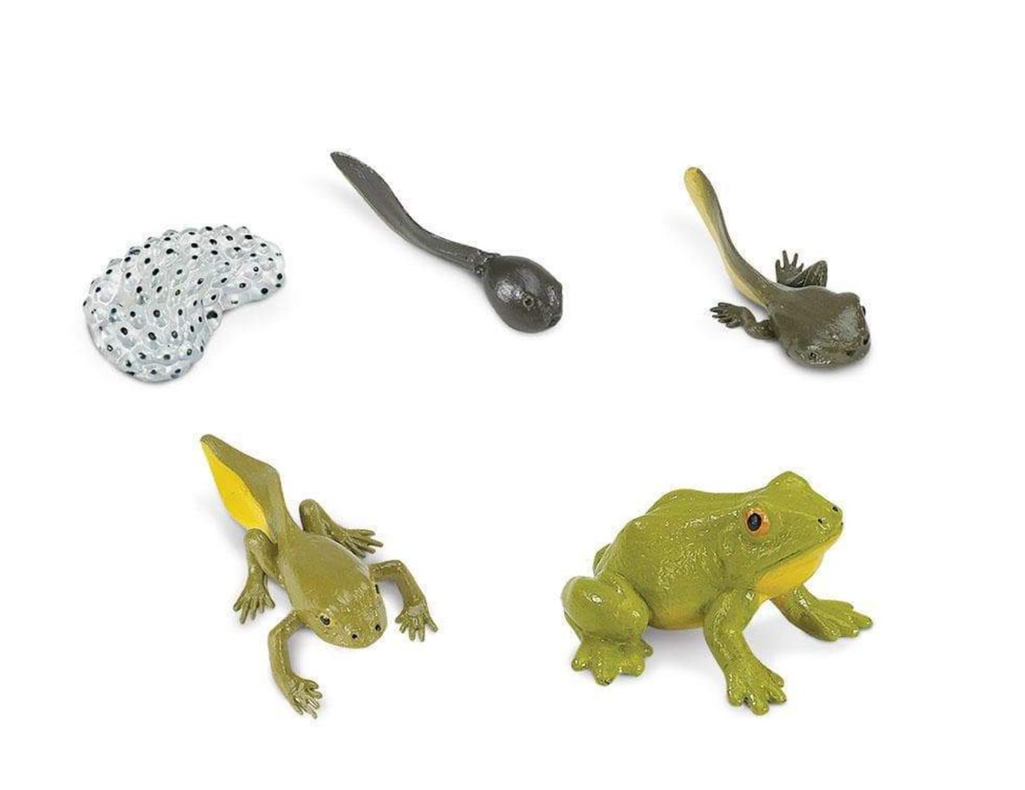 Life Cycle of a Frog Set