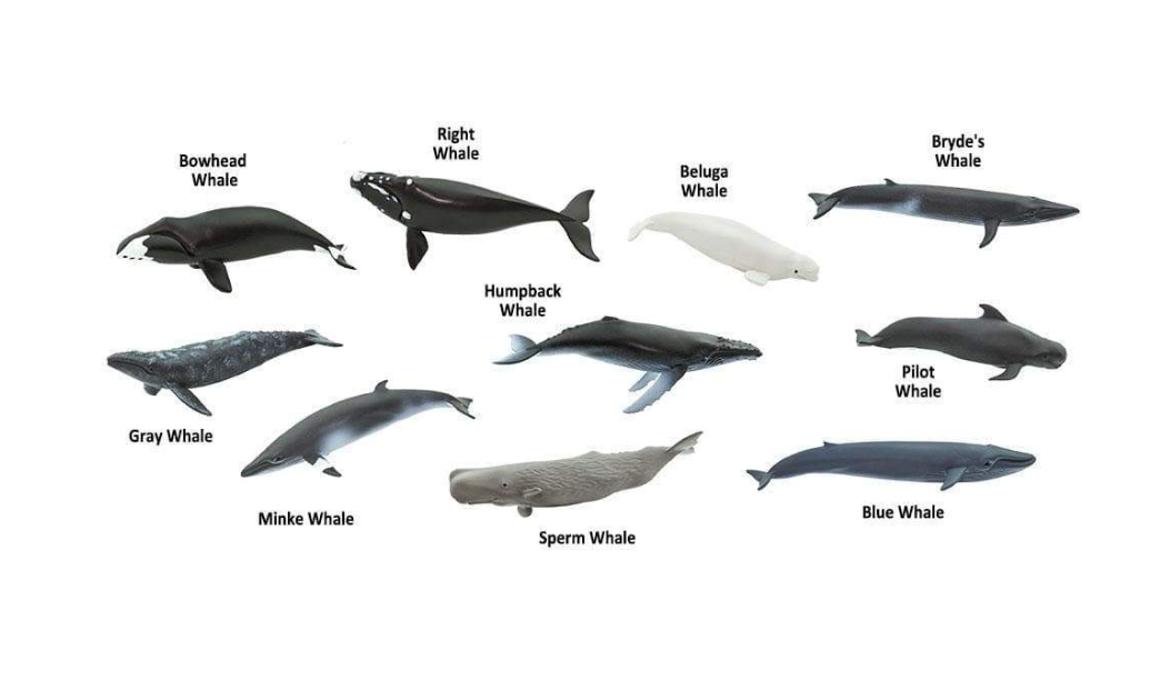 Whales Toob