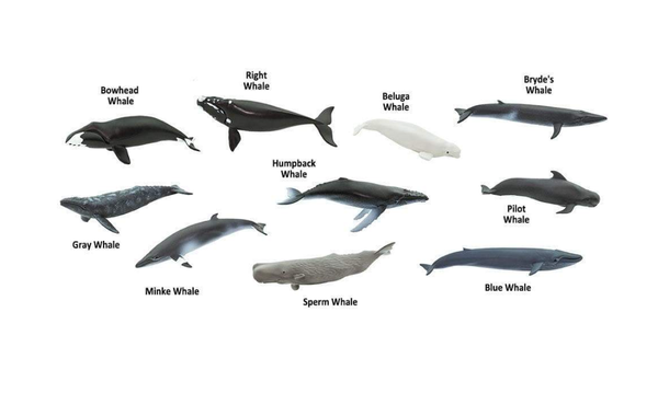 Whales Toob